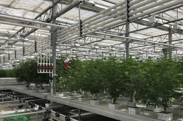 One of the grow rooms at CannTrust's production facility in the Niagara region.