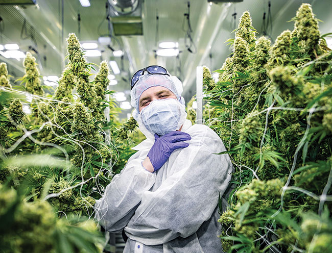 Master grower, Alexandre Gauthier, advances the cannabis industry through passion and pride