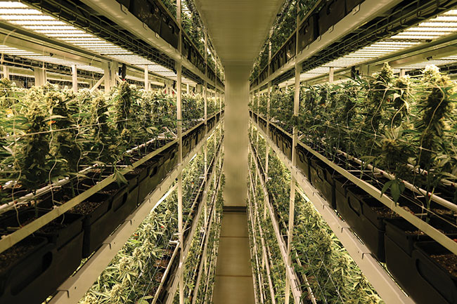 How cannabis producers address climate impacts